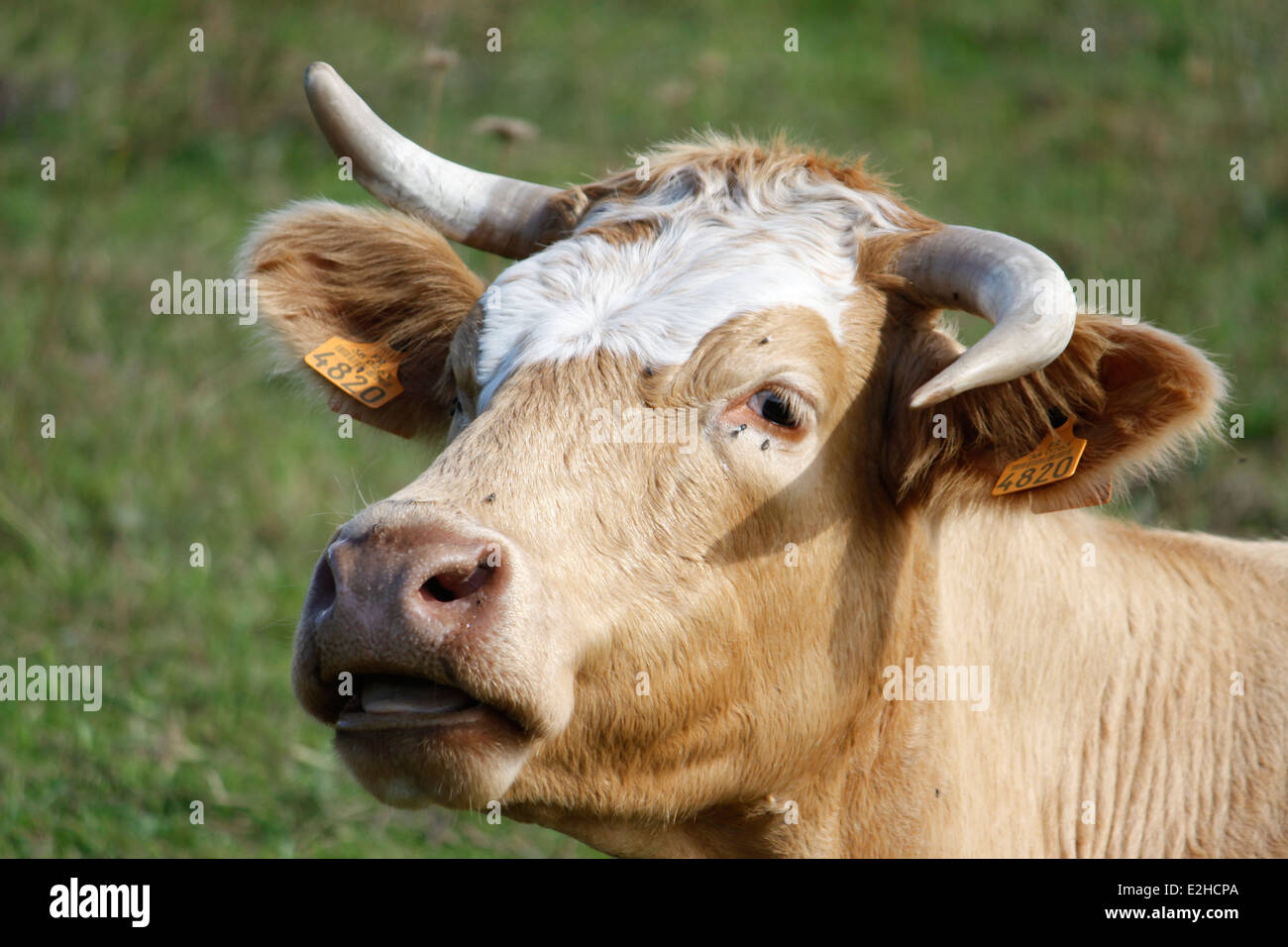 Cow with horns in opposite directions, on the grassland, Isere, Rhone Alpes, Alps, France, Europe. Stock Photo