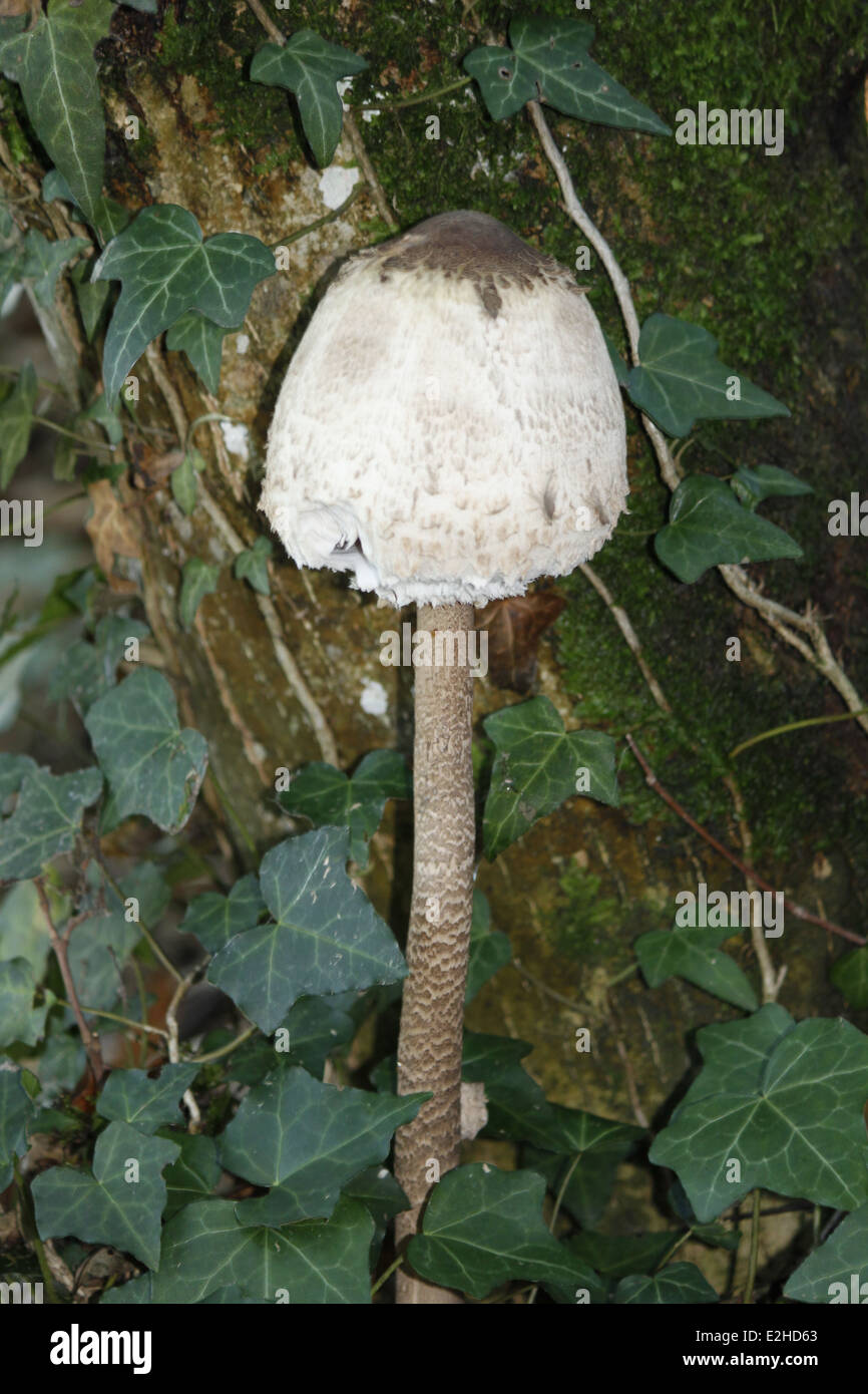 Mushroom, Chartreuse, Isere, Rhone Alpes, Alps, France Stock Photo