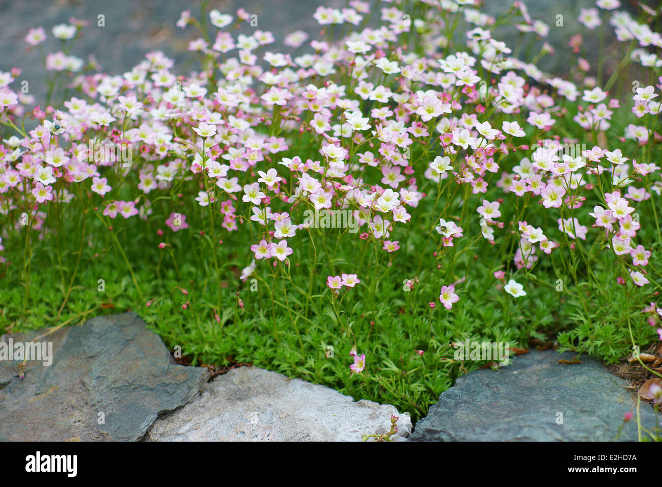 Mossy saxifrage spring flowers Saxifraga arendsii Stock Photo