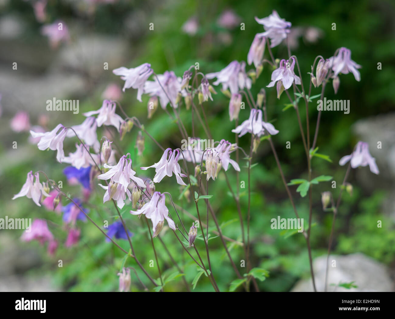 Columbine flowers close up Aquilegia montana Stock Photo