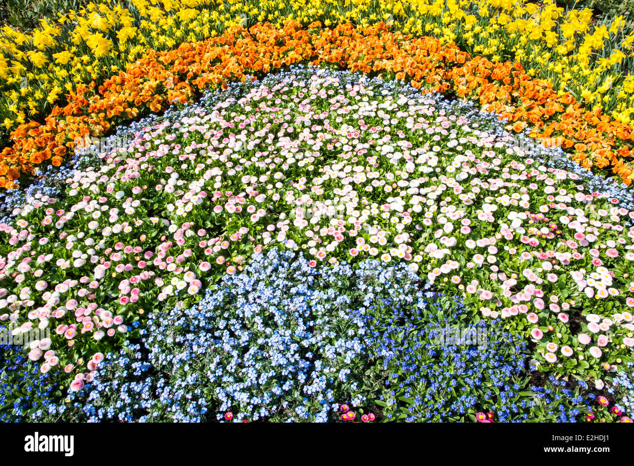 A sea of various gorgeous spring flowers (daffodil, pansy, forget-me-not) Stock Photo