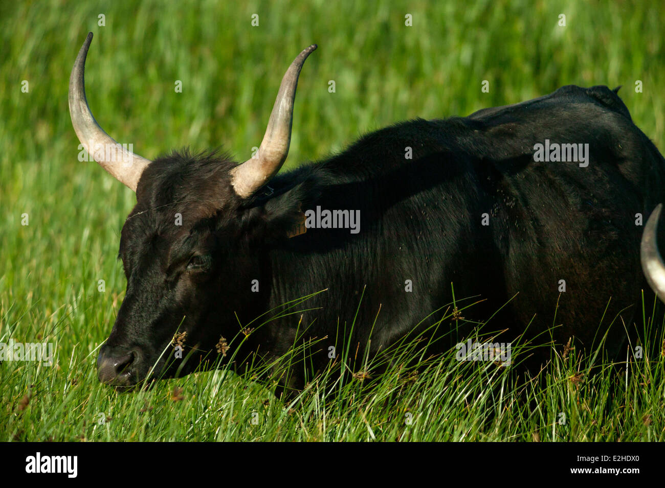 Camargue Cattle, France Stock Photo - Alamy