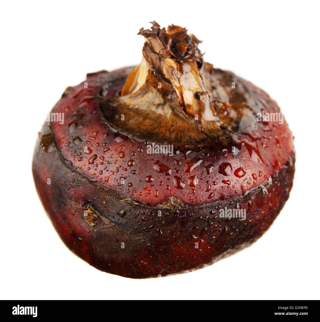A DRIED RED KOHLRABI CUT OUT ON WHITE Stock Photo