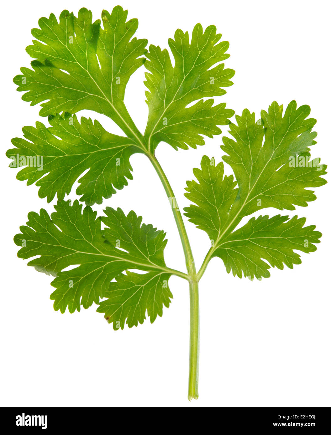 A LEAF OF THE HERB FLAT LEAF PARSLEY CUT OUT ON WHITE Stock Photo