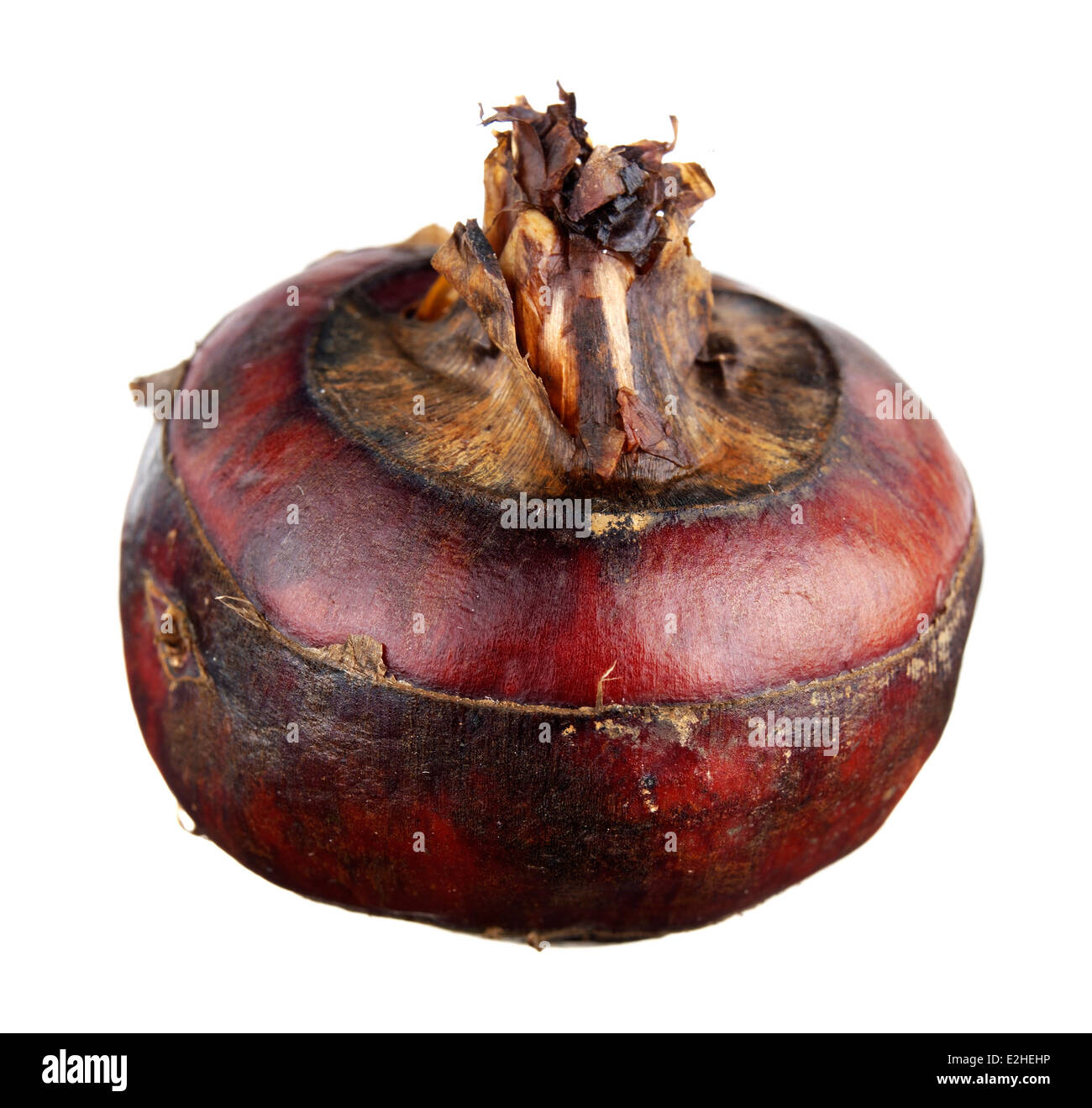 A DRIED RED KOHLRABI CUT OUT ON WHITE Stock Photo