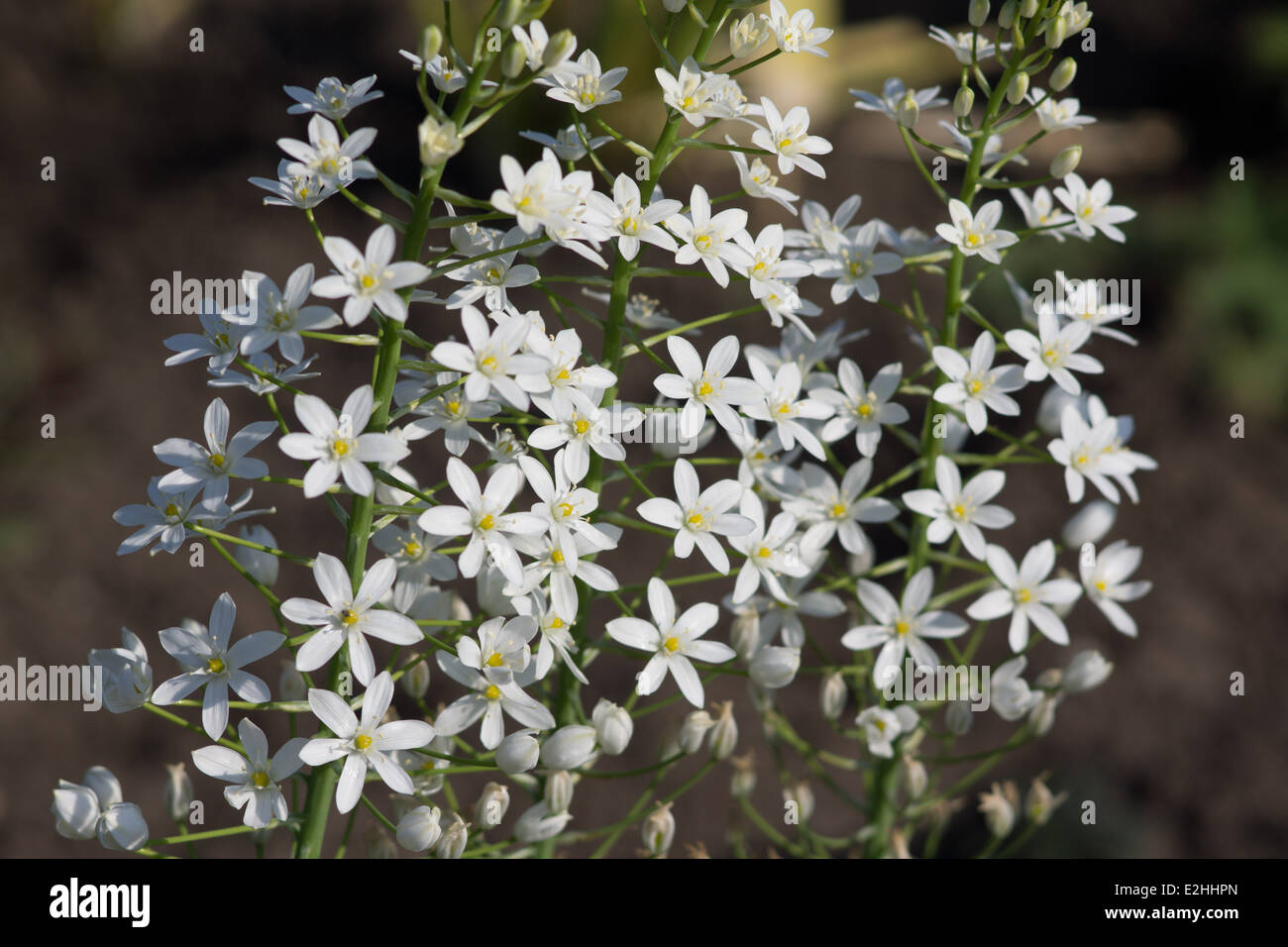 Ipheion uniflorum Whisley blue white flowers close up Stock Photo