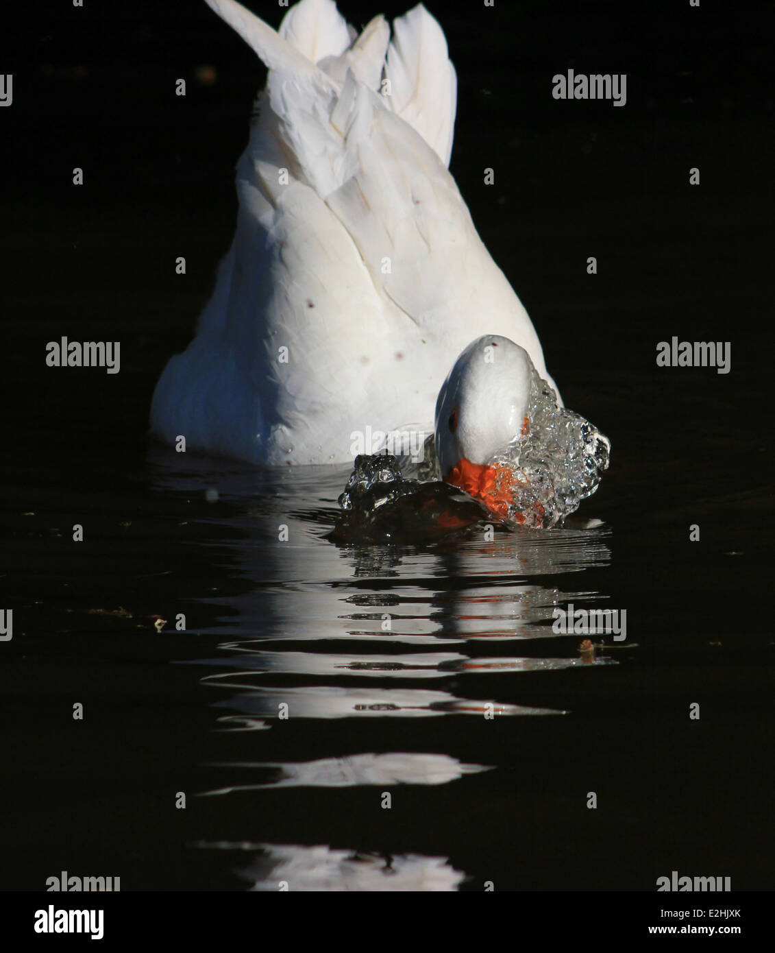 Domestic goose washing in Llangollen Canal Stock Photo Alamy