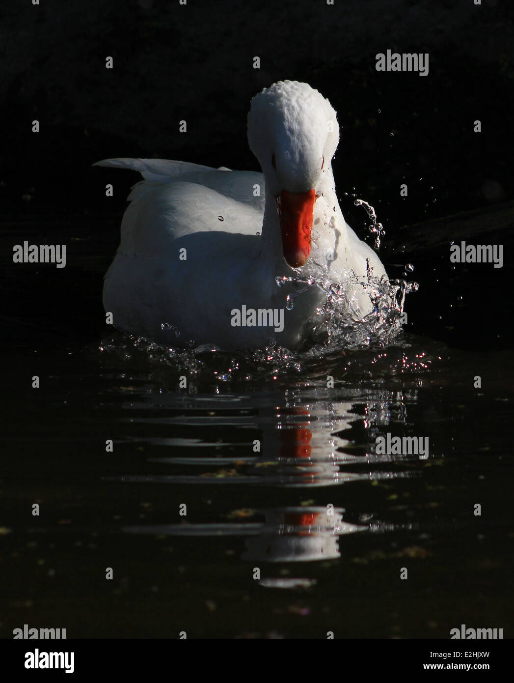 Domestic goose washing in Llangollen Canal Stock Photo Alamy