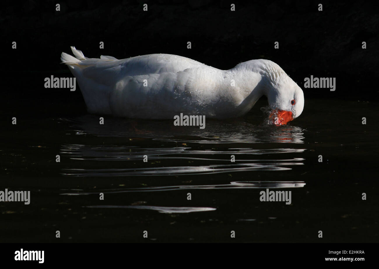 Domestic goose washing in Llangollen Canal Stock Photo Alamy
