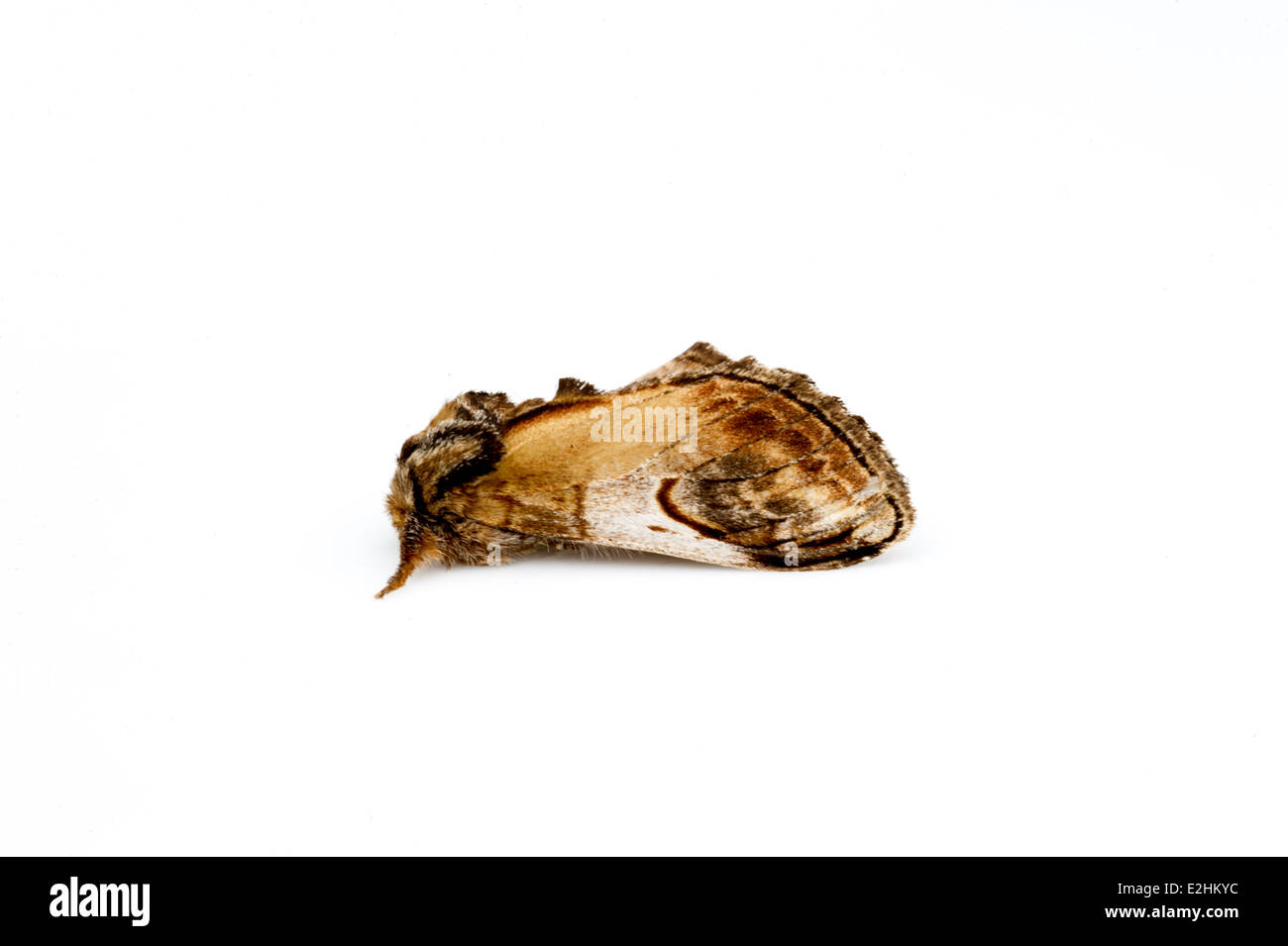Pebble prominent moth- Notodonta ziczac on white background Stock Photo