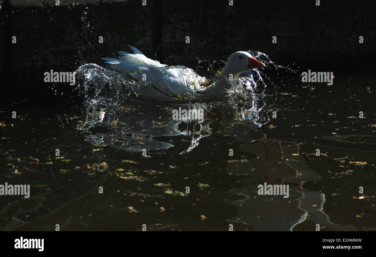Domestic goose washing in Llangollen Canal Stock Photo Alamy