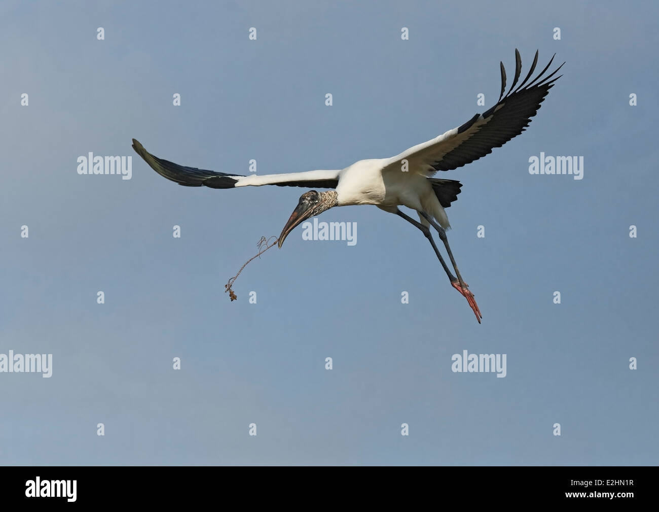 Wood Stork (Mycteria americana) in flight with nesting material Stock Photo