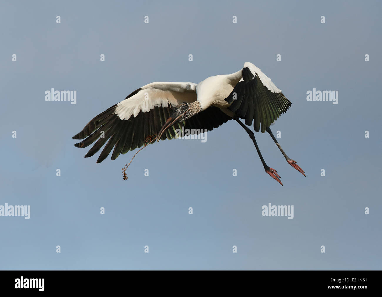 Wood Stork (Mycteria americana) in flight with nesting material Stock Photo