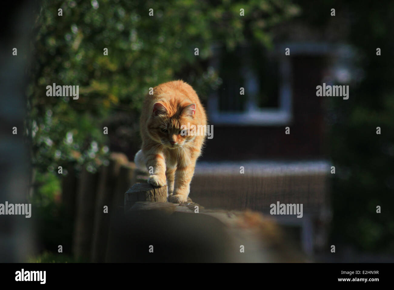 Ginger cat on garden fence Stock Photo - Alamy
