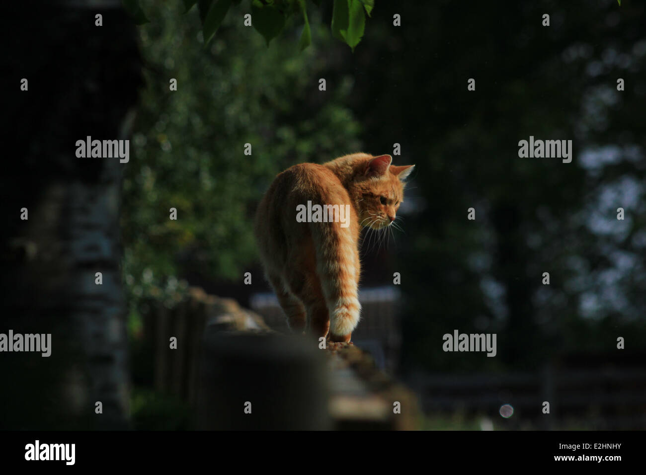 Ginger cat on garden fence Stock Photo - Alamy