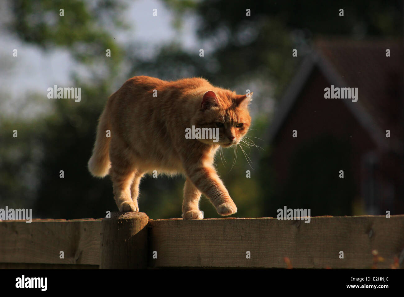 Ginger cat on garden fence Stock Photo - Alamy