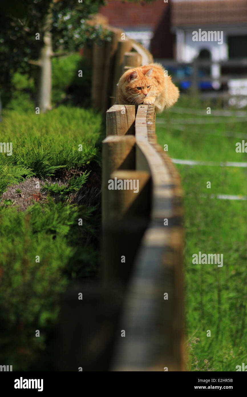 Ginger cat on garden fence Stock Photo - Alamy