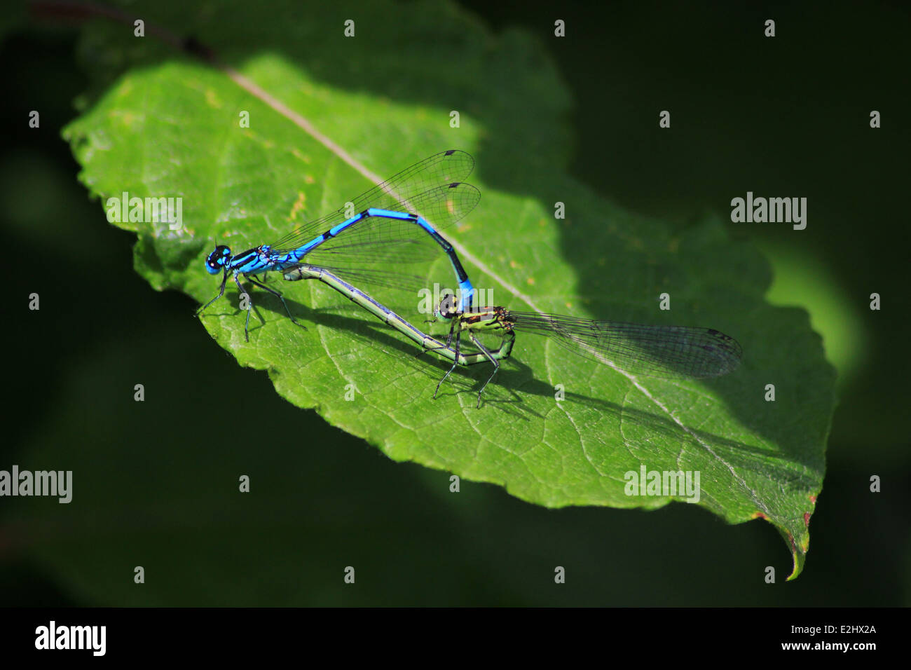 Azure damselflies mating on a leaf Stock Photo - Alamy