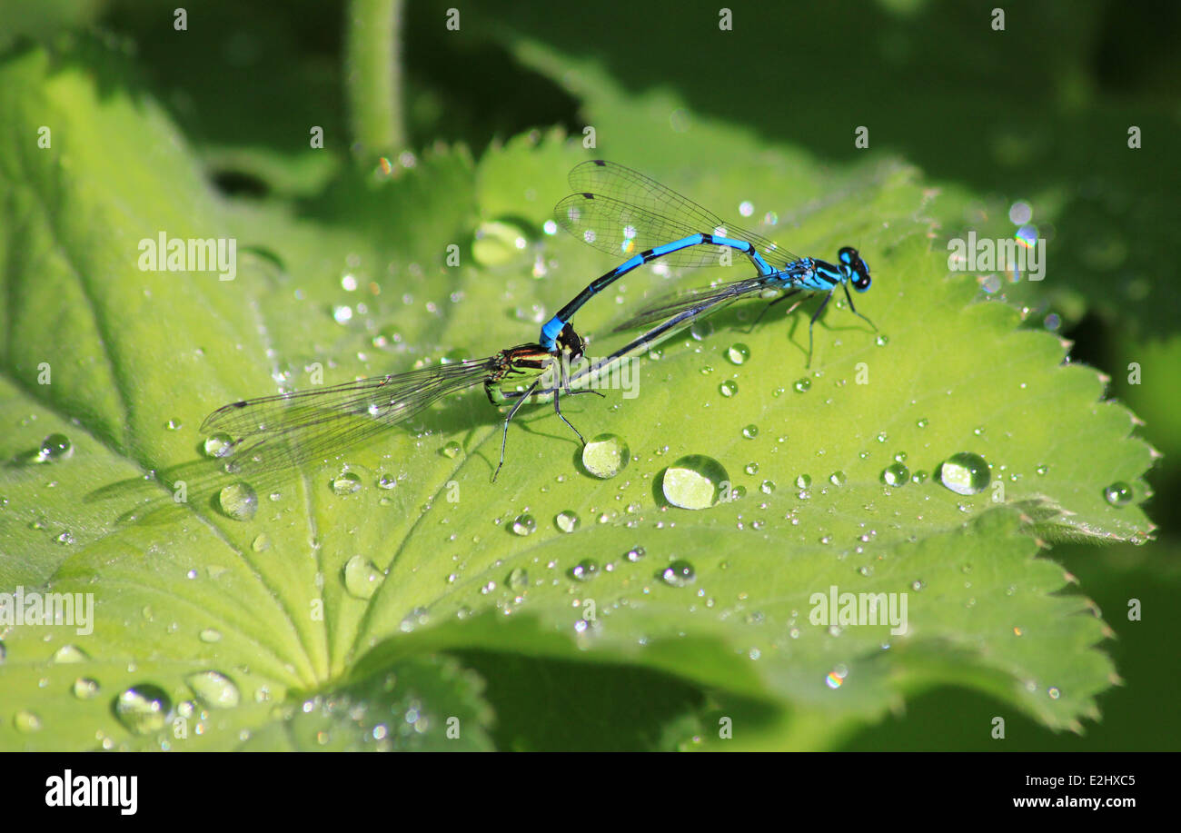 Azure damselflies mating on a leaf Stock Photo - Alamy