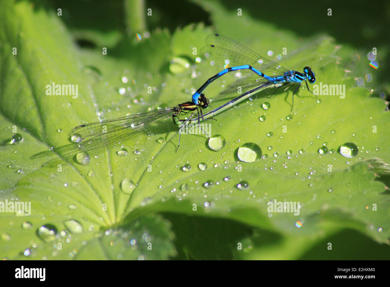 Azure damselflies mating on a leaf Stock Photo - Alamy