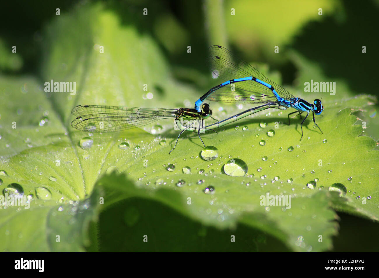 Azure damselflies mating on a leaf Stock Photo - Alamy