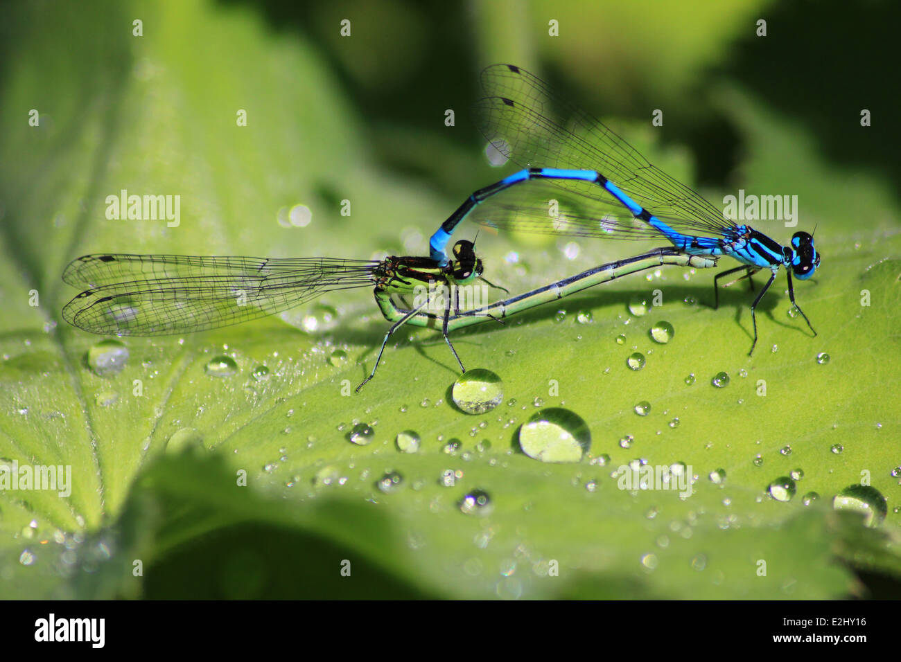 Azure damselflies mating on a leaf Stock Photo - Alamy