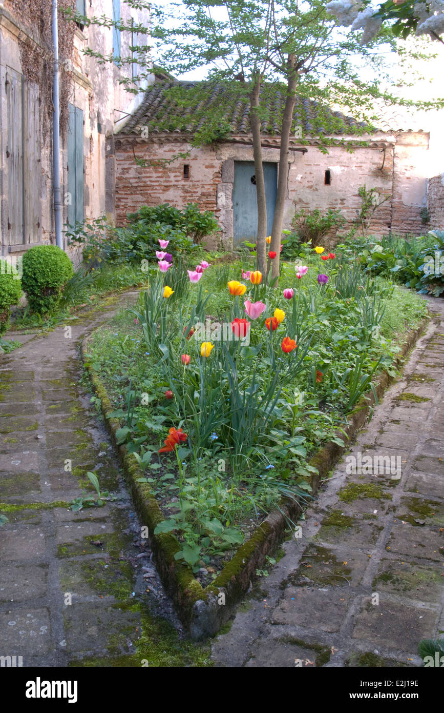 Tulips growing in garden Stock Photo - Alamy