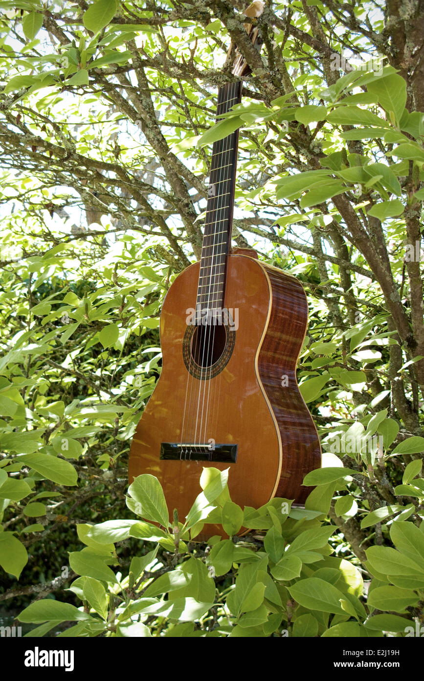 Acoustic guitar in woods Stock Photo Alamy