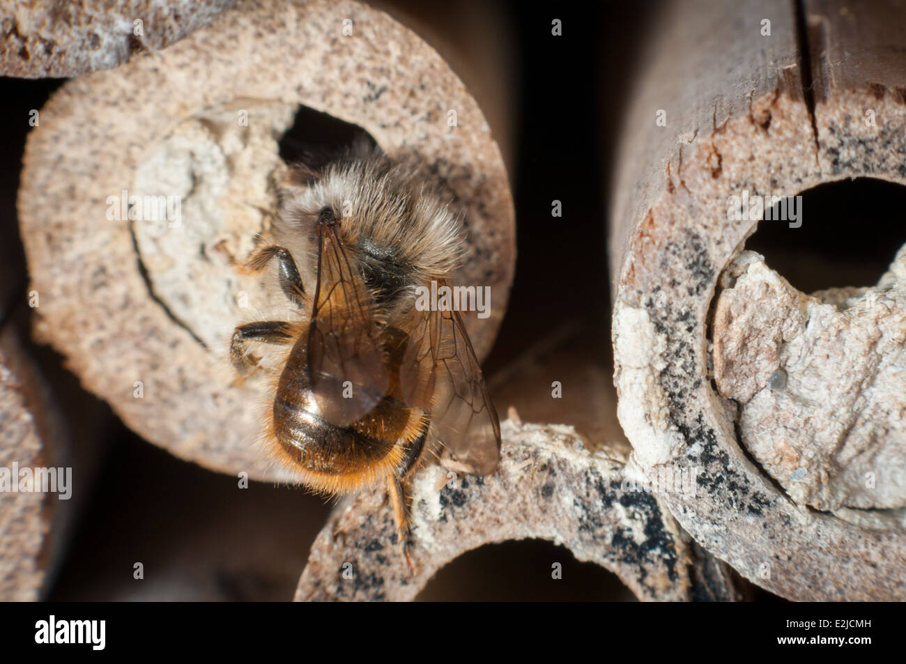 A mason bee, Osmia Bicornis, on a bamboo home for solitary bees in a garden in Exeter, Devon, UK. Stock Photo