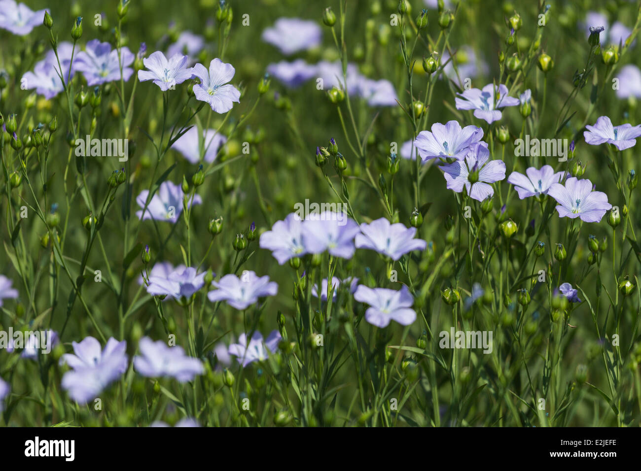 Flax flowers, Hayling Island, Hampshire, England, UK Stock Photo - Alamy