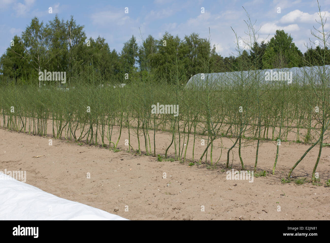 Asparagus farm hires stock photography and images Alamy