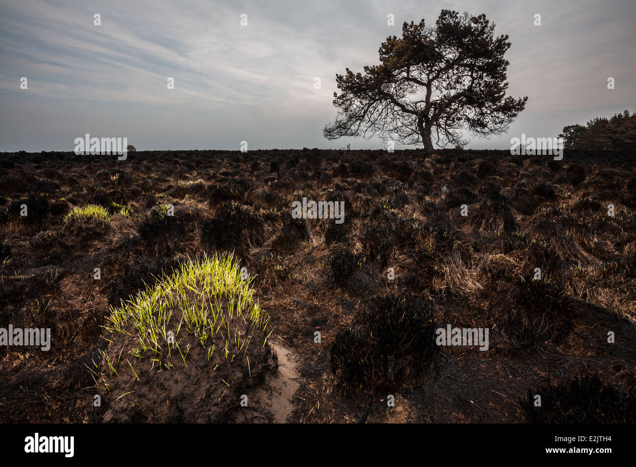 A hint of life amidst the charred landscape after a brushfire Stock Photo