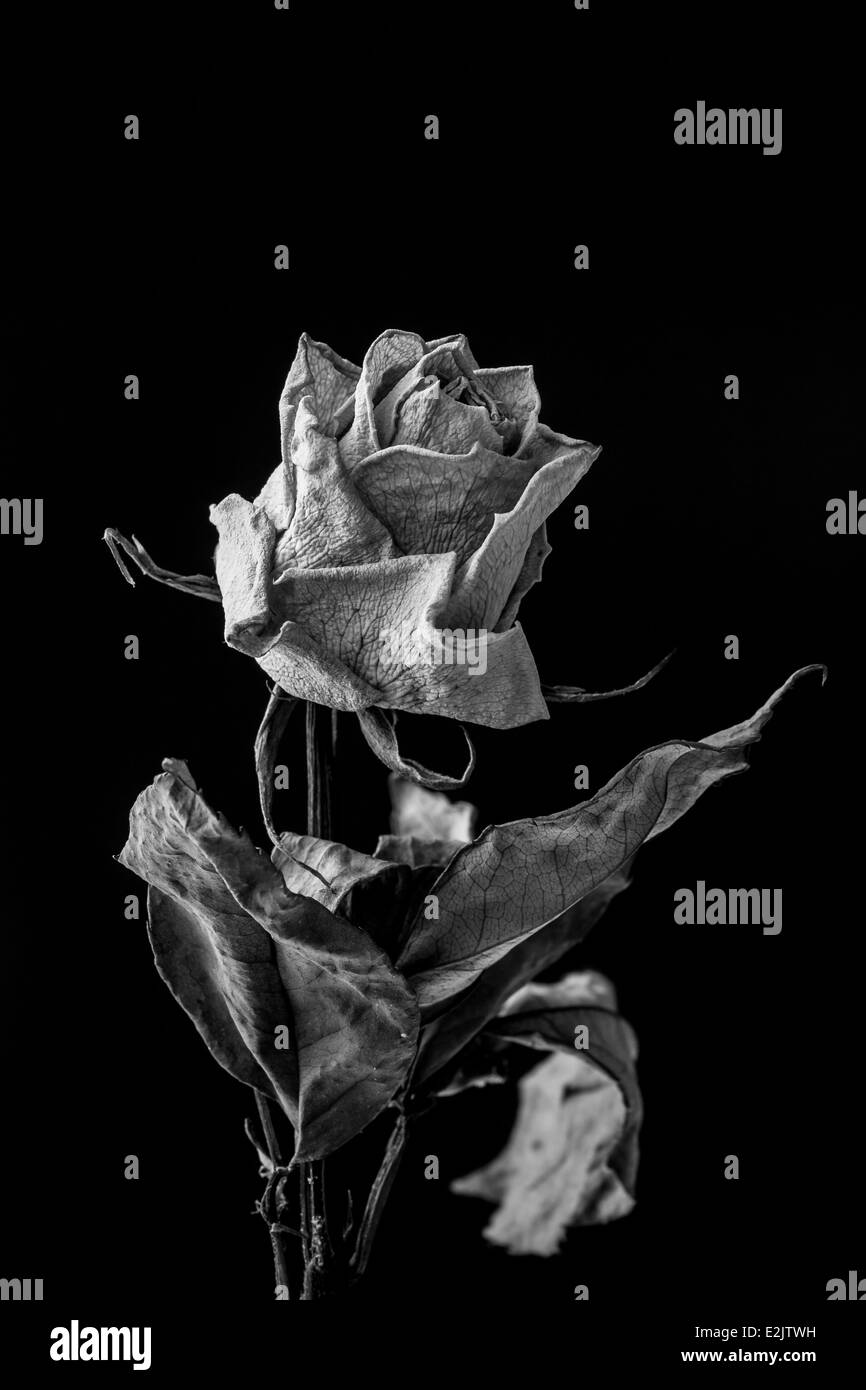 Black And White Dead Roses