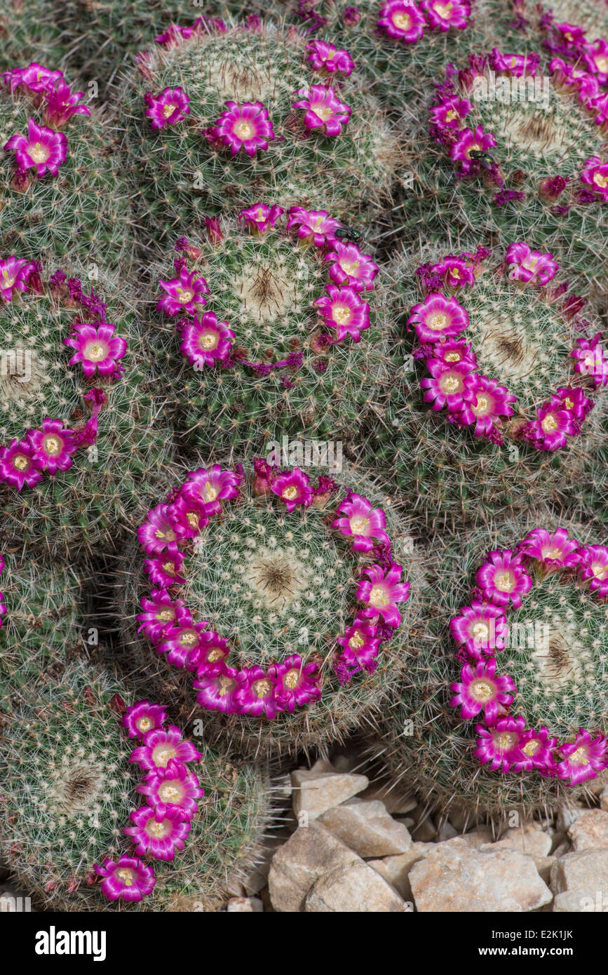 Cactus: Mammillaria varieaculeata. Flowering Stock Photo