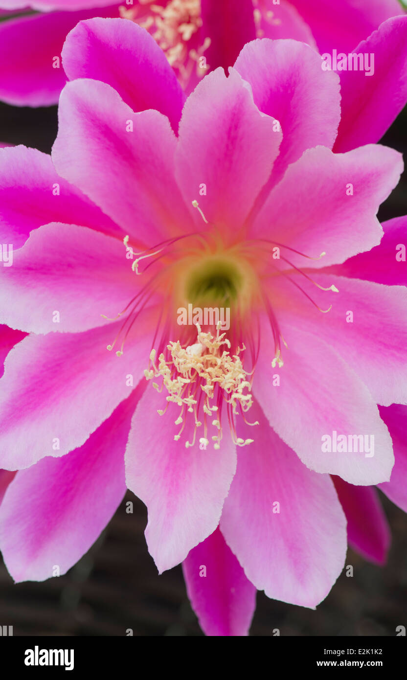 Cactus: Epiphyllum 'pegasus'.  Flower Stock Photo
