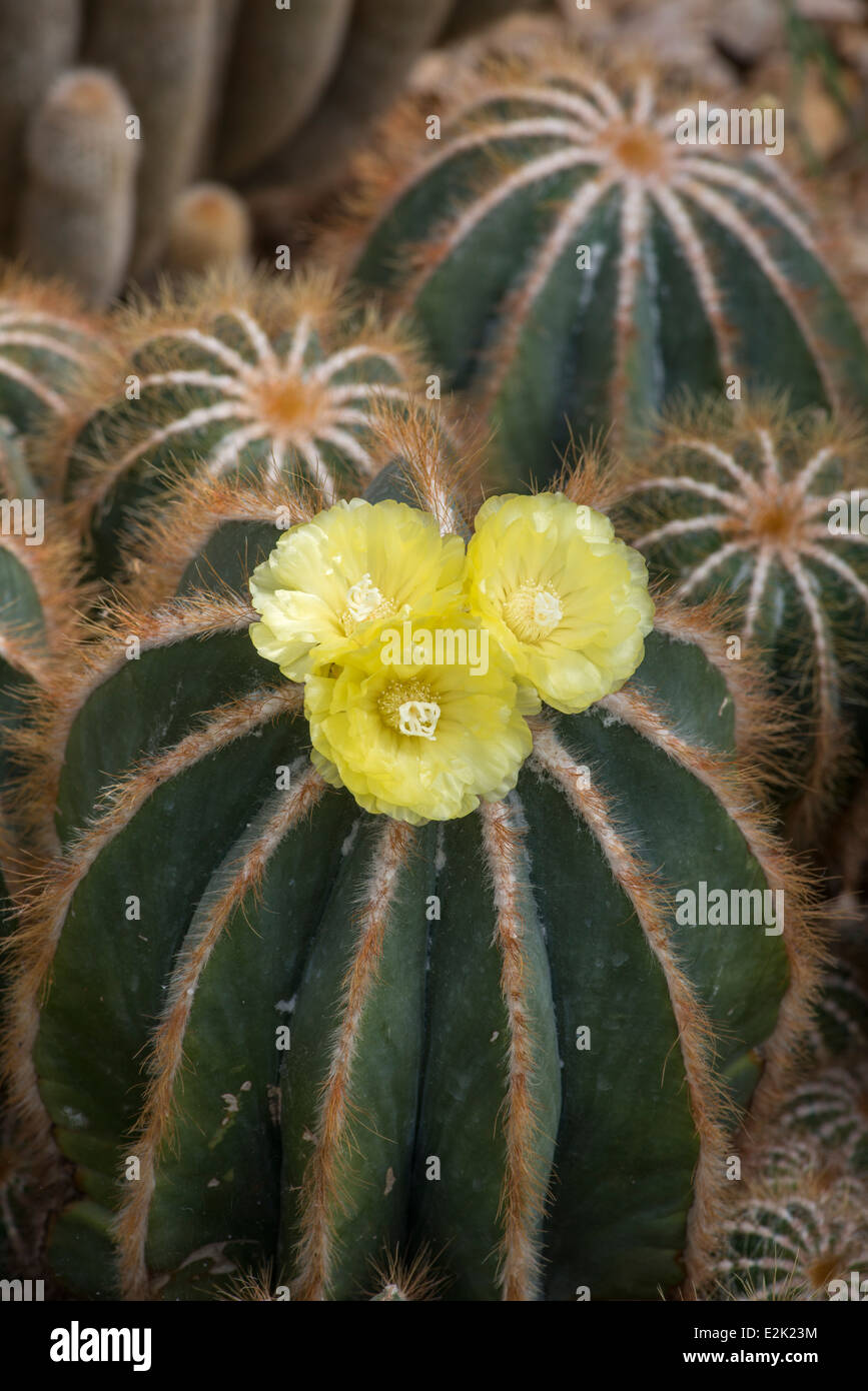 Cactus: Parodia magnifica. Flowering. Stock Photo