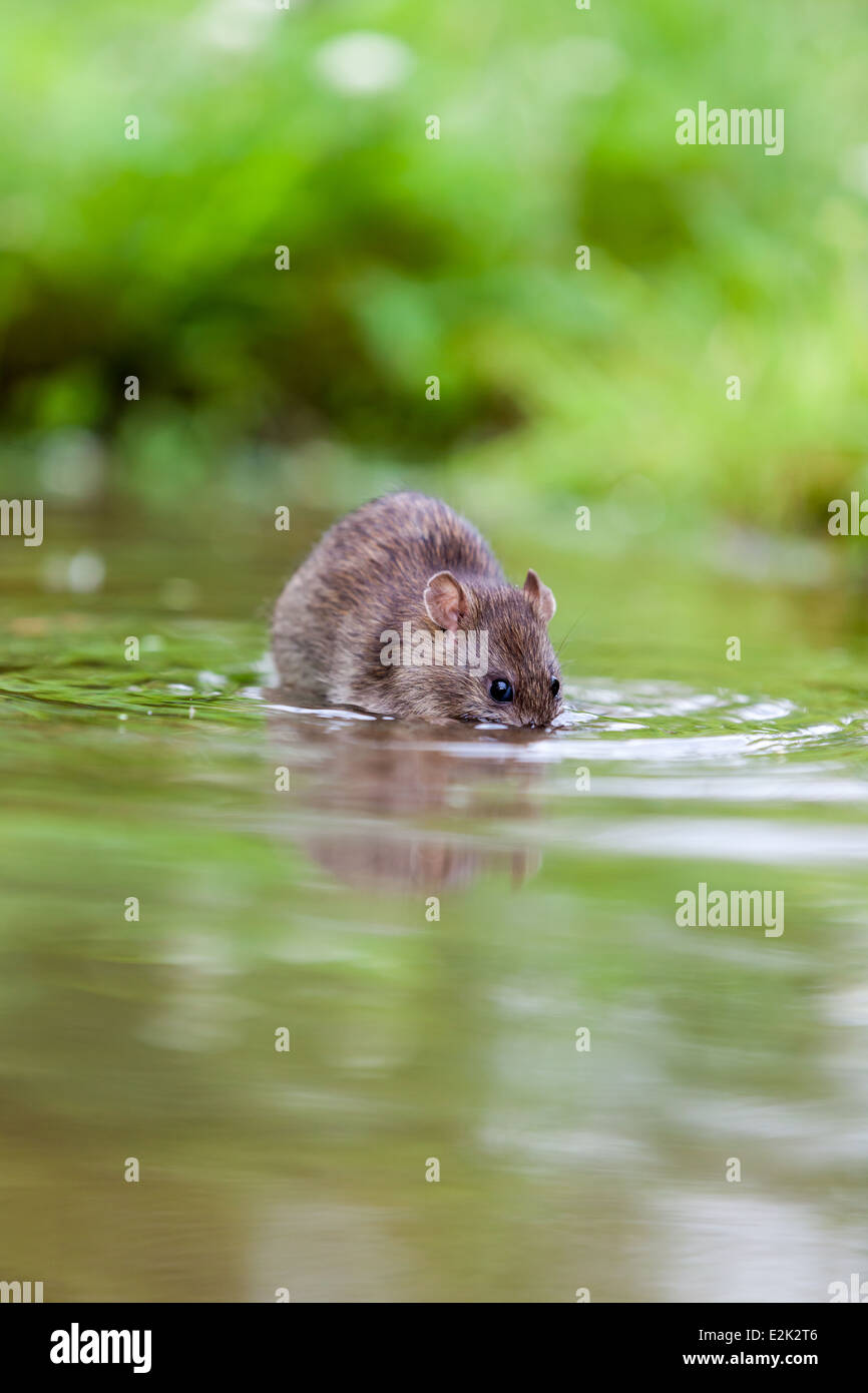 an rat drink water in the lake of the park Stock Photo Alamy