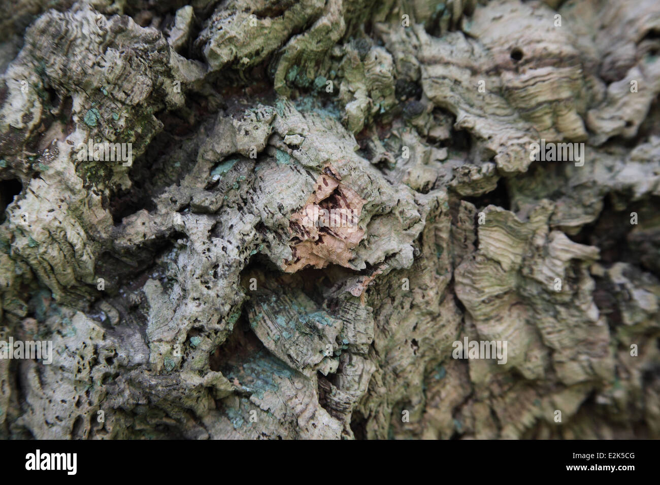 Quercus surer Cork Oak close up of bark Stock Photo Alamy