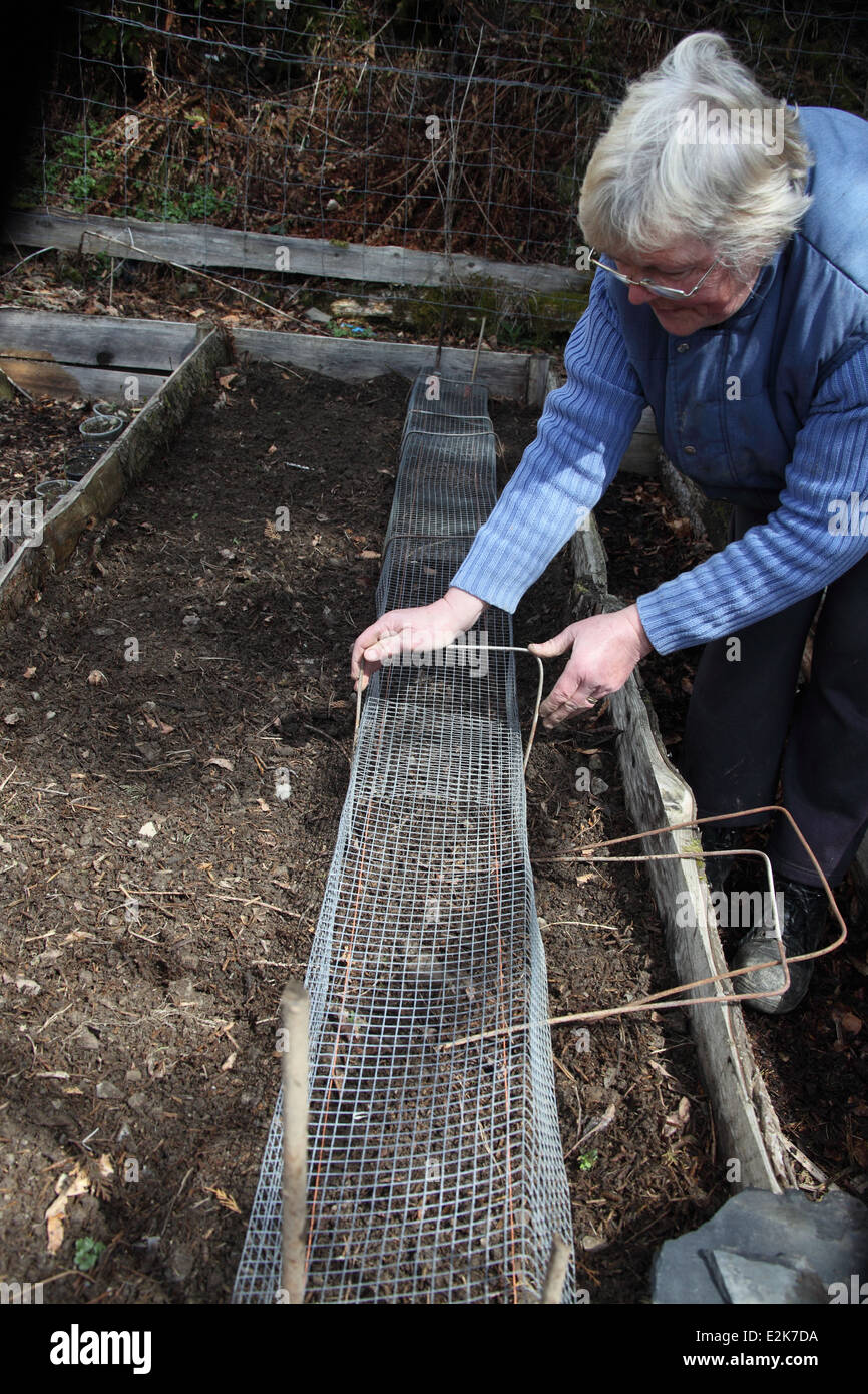 Planting pre germinated broad beans step 5 protect the seeds from mice