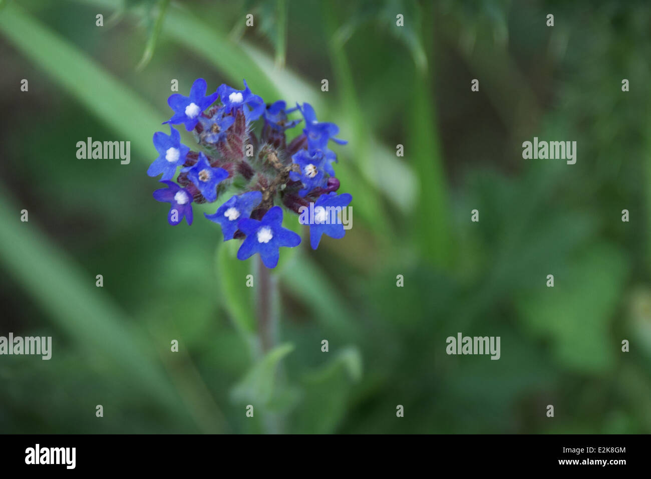 blue wild flowers Stock Photo - Alamy