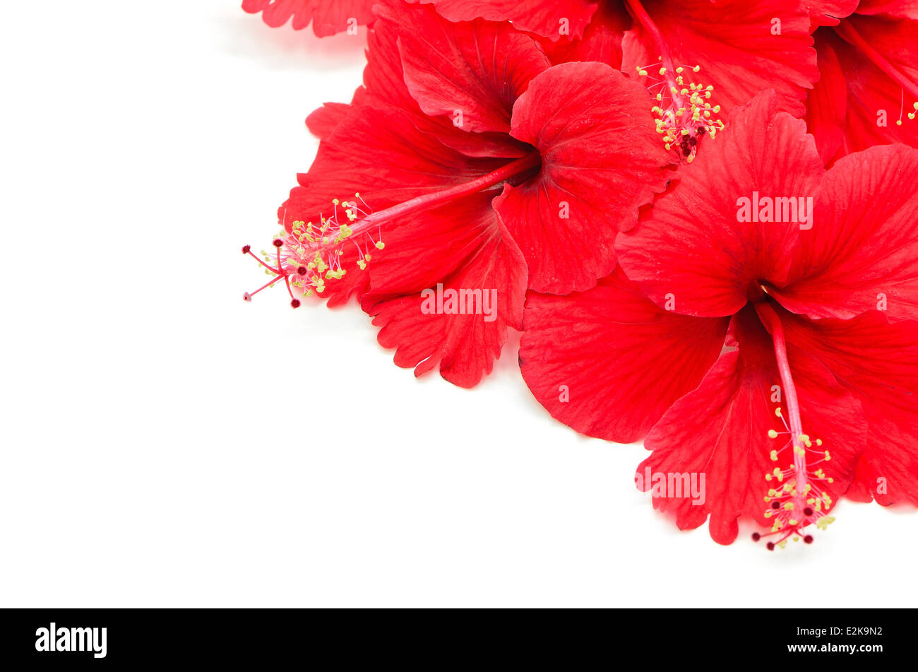 Beautiful red Hibiscus flower, isolated on a white background Stock