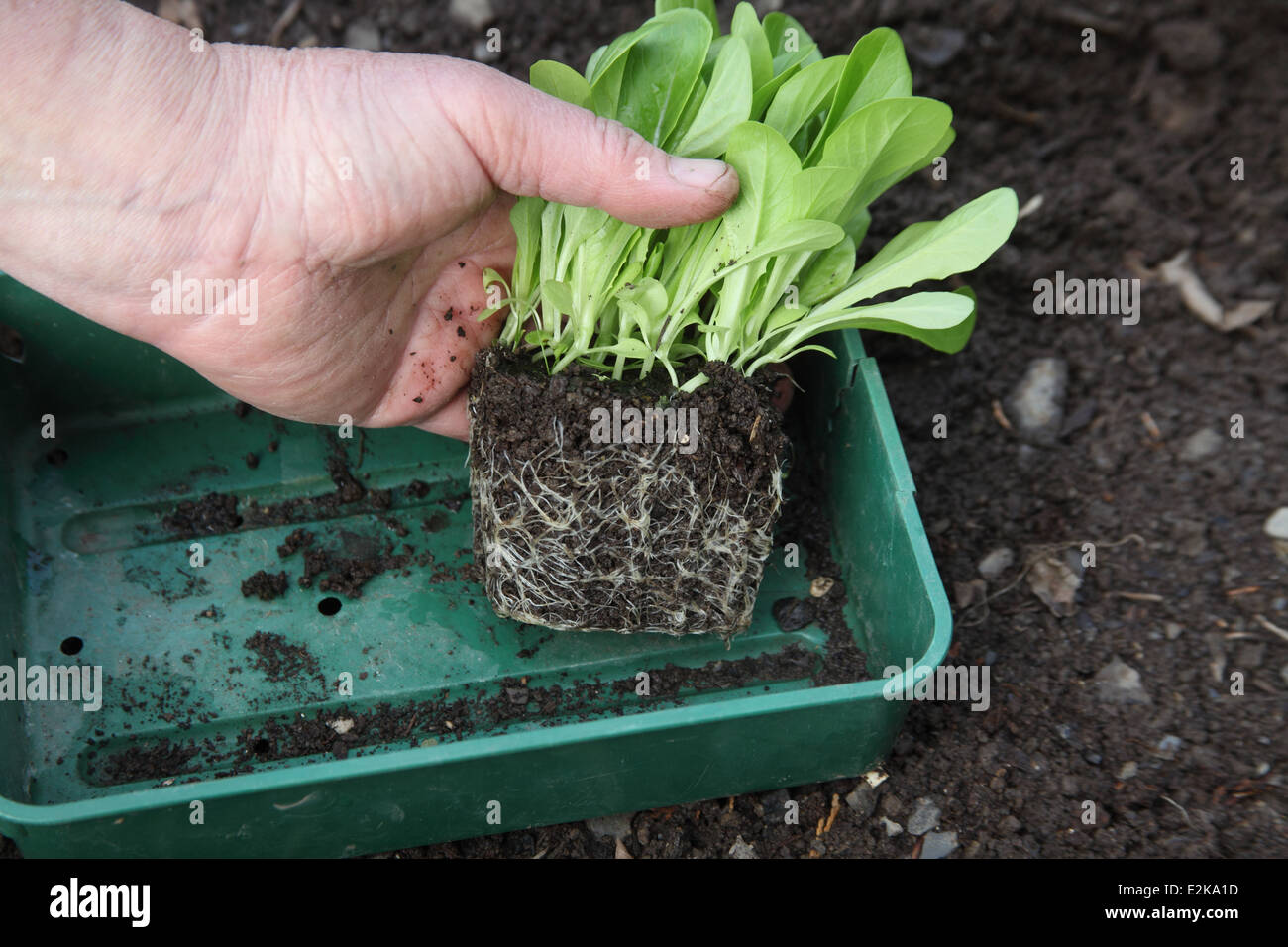 Transplanting plug plants hires stock photography and images Alamy