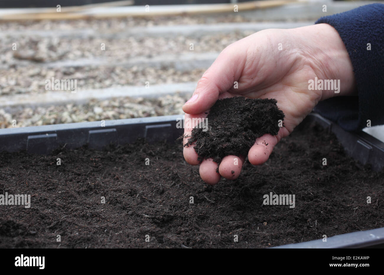 Growing Laburnum trees step 6 fill a seed tray with compost Stock Photo