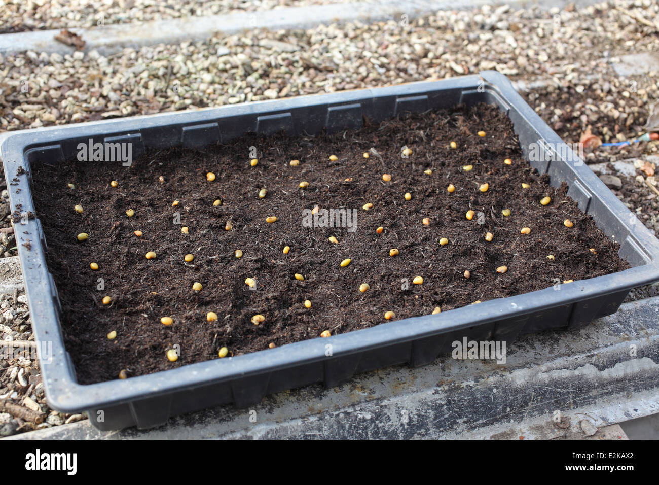Growing Laburnum trees step7 lay out seeds about 30mm apart in seed tray Stock Photo