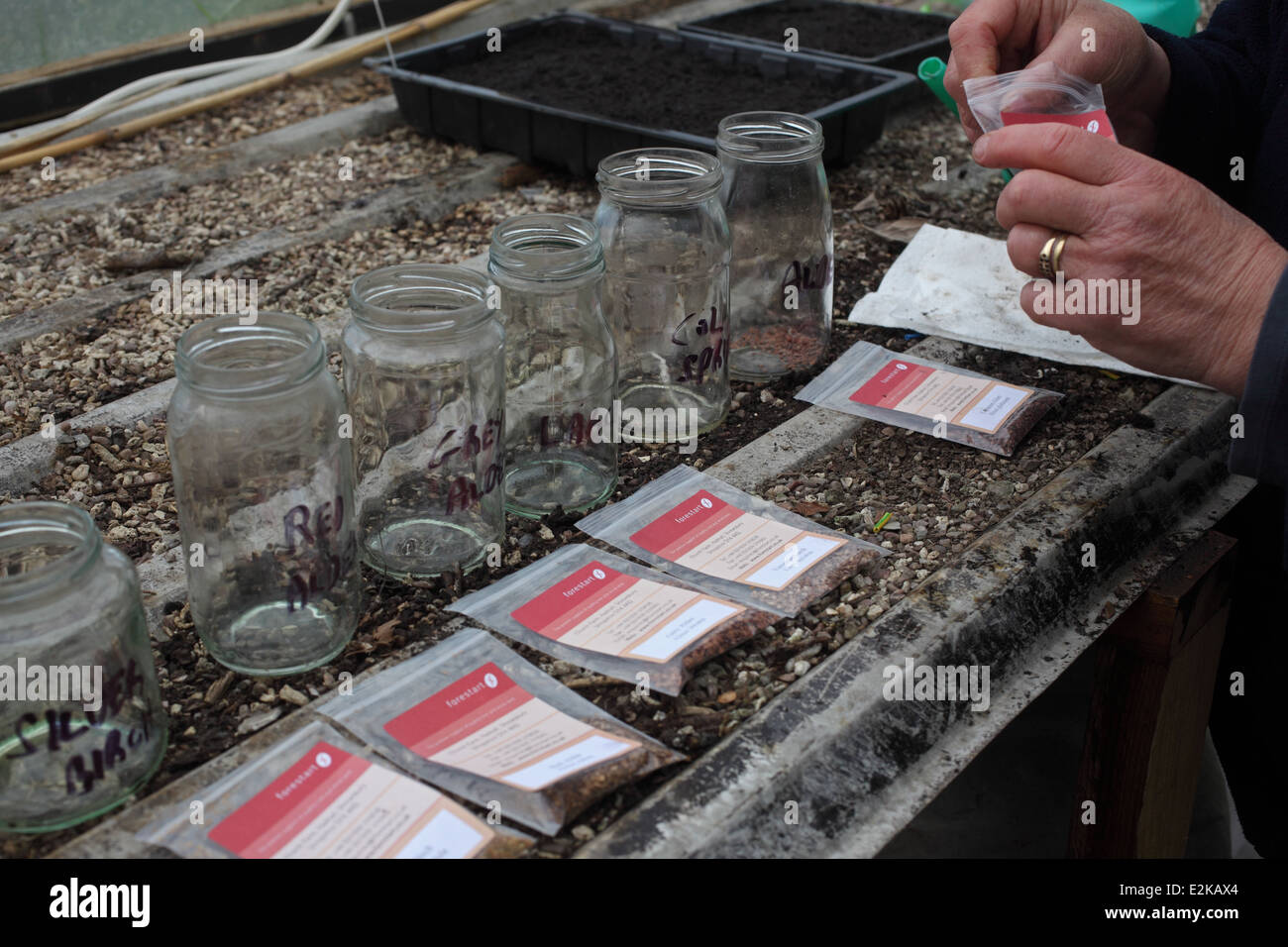 Growing trees requiring stratification from seed step 1 lable up a jar