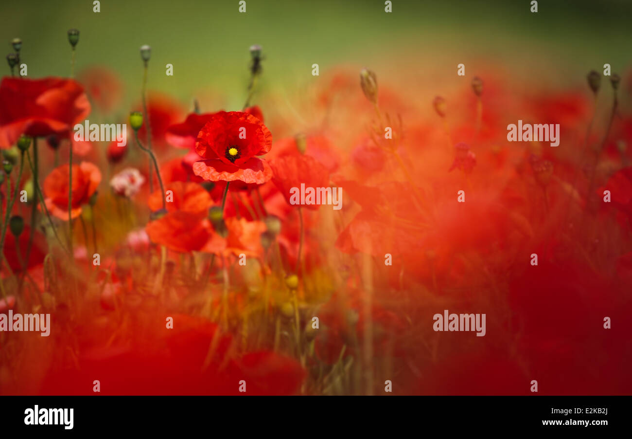 Red poppies (Papaver rhoeas) blooming in a field near Basingstoke in Hampshire, England. Stock Photo