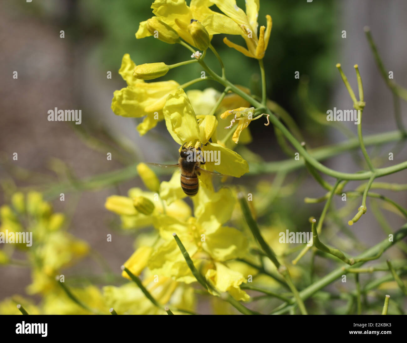 Apis mellifera Honey bee taking nectar from kale flowers Stock Photo