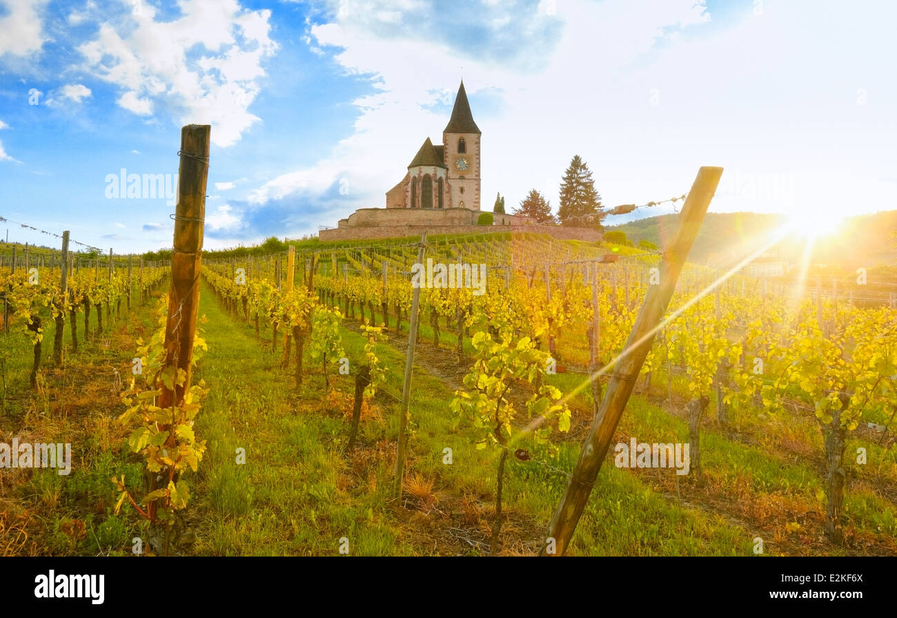 Vineyard landscape with the church of Saint-Jacques-le-Majeur at the background. Hunawihr, Alsace, France, Europe. Stock Photo