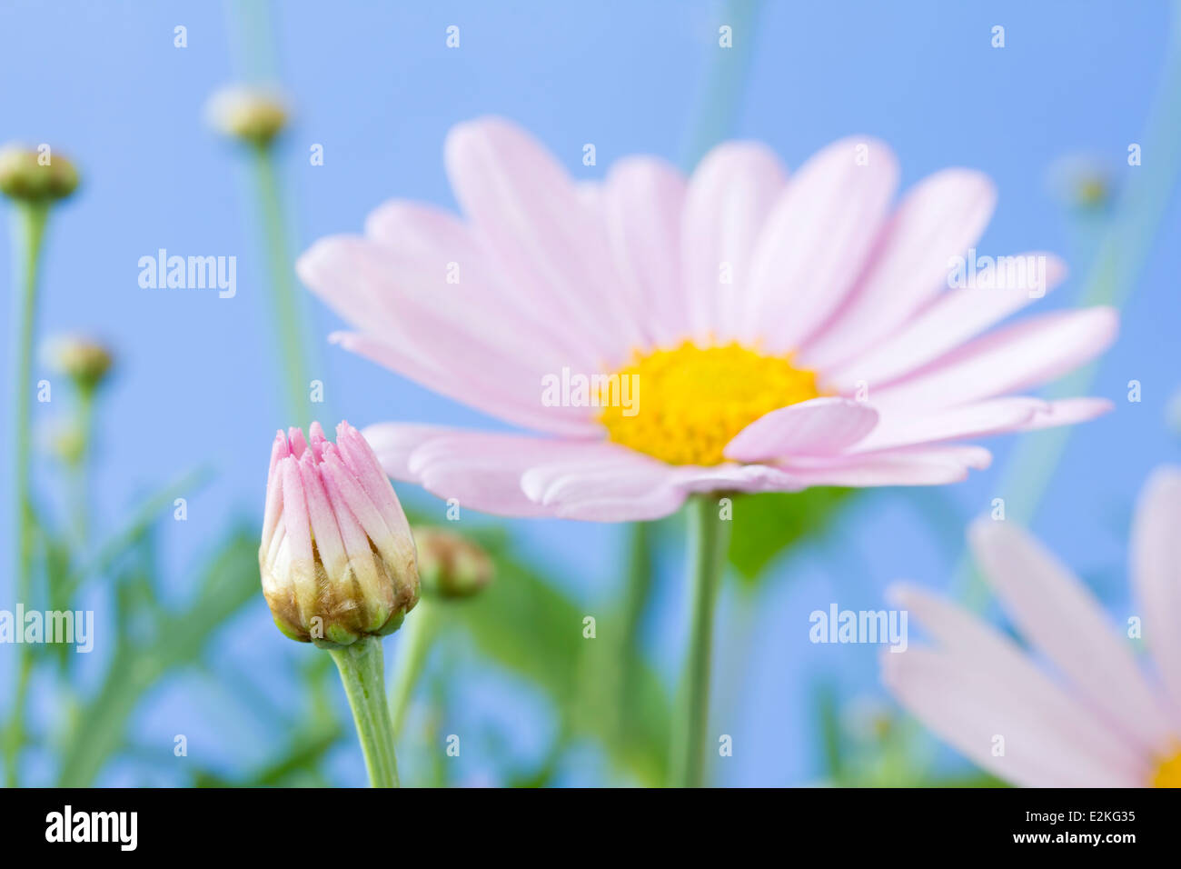 Pale pink daisy with blue sky background Stock Photo