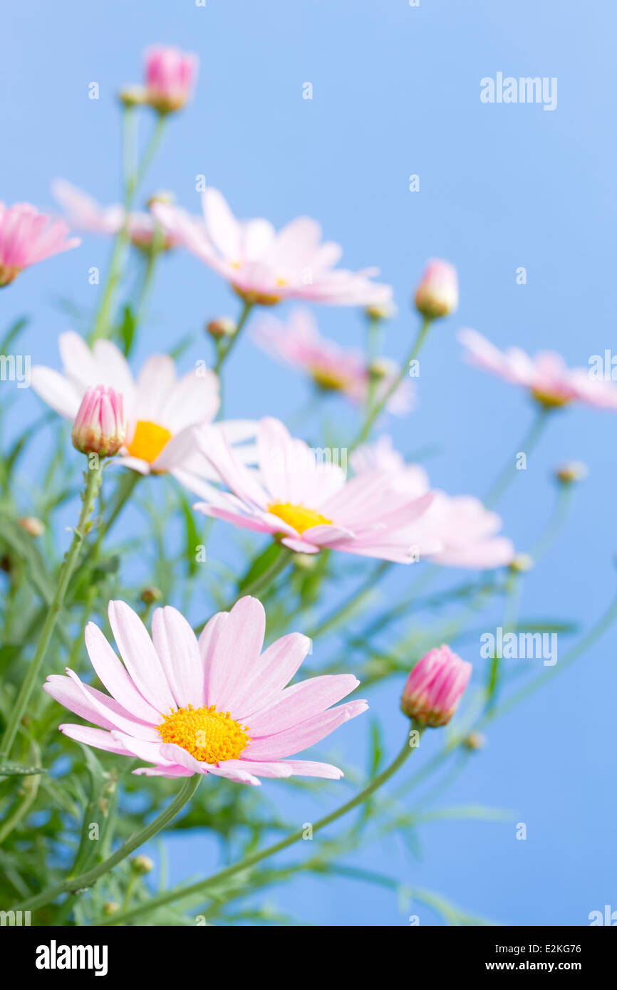Pale pink daisies with blue sky background Stock Photo
